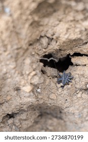 Spider hole and its web