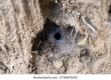 Spider hole and its web
