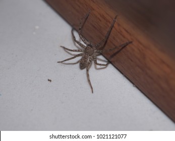 
Spider In The House And Flee