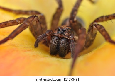 Spider, House Spider, Tegenaria