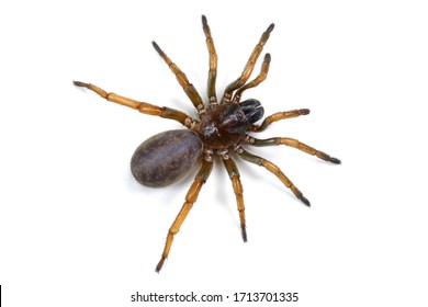 Mygale Spider Images Stock Photos Vectors Shutterstock