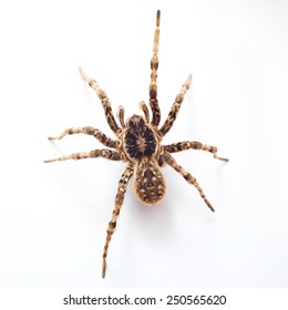 Spider Isolated On White Background