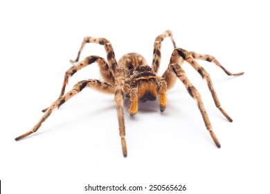 Spider Isolated On White Background