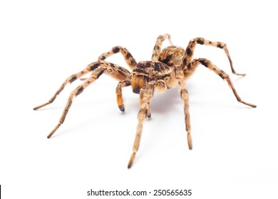 Spider Isolated On White Background