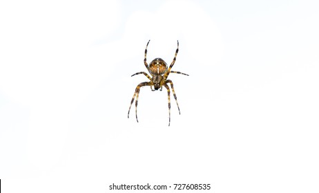 Spider Isolated On White Background