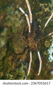 spider with large six legs is an arthropod insect with large eyes and carapace. runs on the bark of a tree. Macro photography - Shutterstock ID 2367053617
