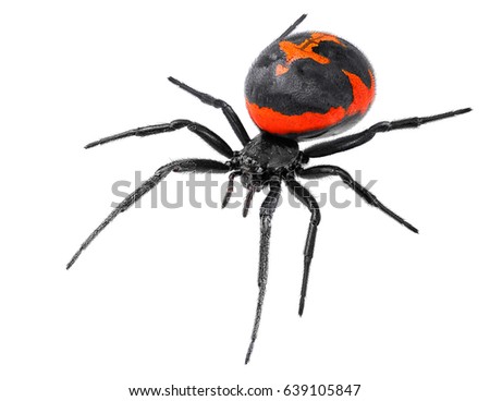 Spider Latrodectus tredecimguttatus, sometimes known as the Mediterranean black widow, the European black widow, or the steppe spider (genus Latrodectus), isolated on a white background