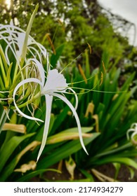 spider lilies in the park  - Shutterstock ID 2174934279