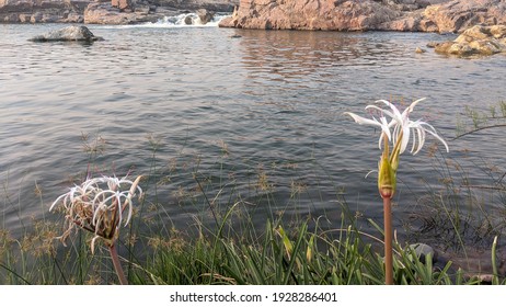 Spider Lily In Bank Of Betwa River. Bloomin High