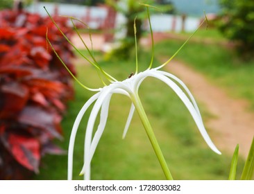 Spider Lily Flower In Eastern Ghats. 