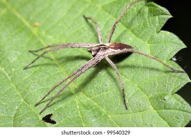 The spider with long paws sits on a green leaf of a plant.