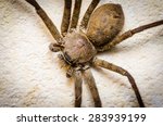 spider. macro