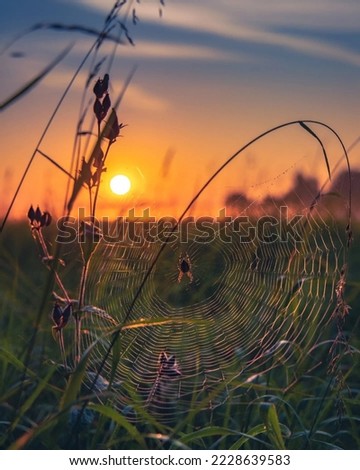 Similar – Abendrot beim Sonnenblumenfeld