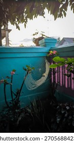 A spider is making a nest using its web between the branches in a garden in the morning.