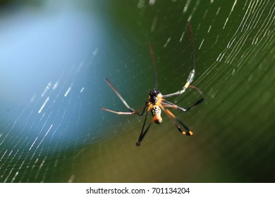 A spider making web