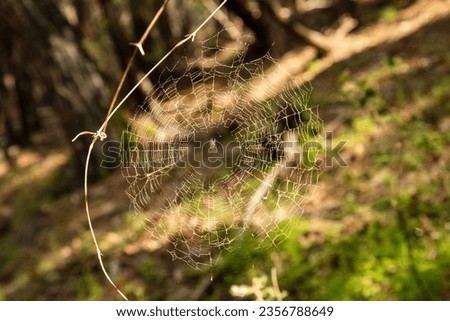 Similar – Image, Stock Photo Mushroom glow in the moor