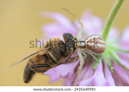 Spider Misumena vatia or goldenrod crab spider on a flower injecting its powerful venom into a freshly hunted bee