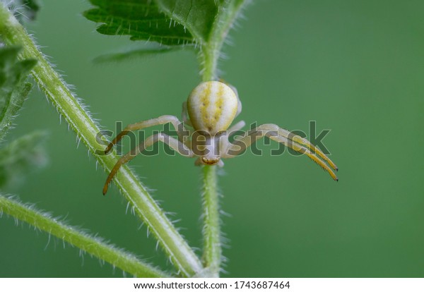 Spider Misumena vatia (goldenrod crab spider\
or flower (crab) is a species of crab spider with holarctic\
distribution, belongs to the family\
Thomisidae.