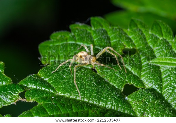 Spider Misumena vatia goldenrod crab spider\
or flower is a species of crab spider with holarctic distribution,\
belongs to the family\
Thomisidae.