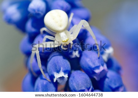 Spider Misumena vatia on a Muscari flower close-up
