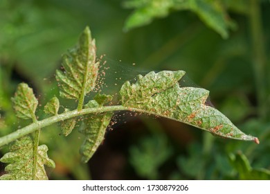 Infestación de ácaros araña en un cultivo de tomate