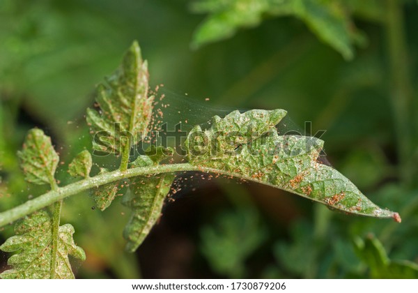 Spider mite infestation\
on a tomato crop