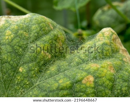 Spider mite (lat. Tetranychus urticae) on cucumber leaves