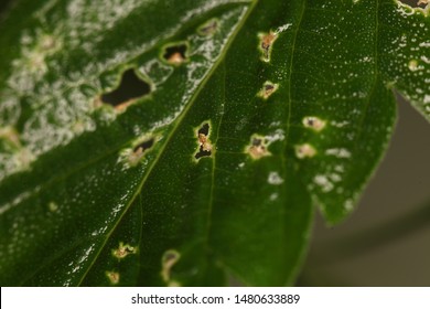 Spider Mite Medical Marijuana Cannabis Plant Pests