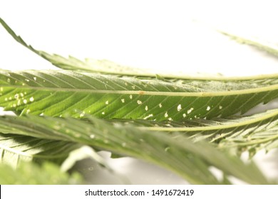 Spider Mite Medical Marijuana Cannabis Plant Pests