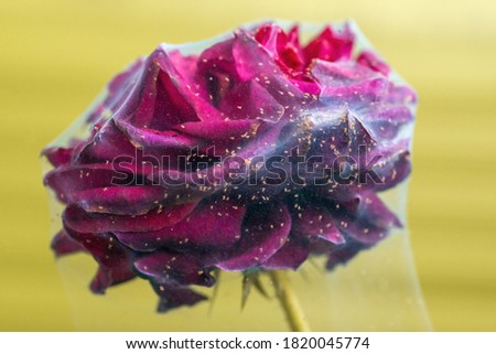 Spider mite on a raspberry rose. The entire bud is covered with cobwebs, inside which are small ticks. The background is yellow.