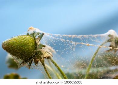 Spider Mite On Strawberry Crop