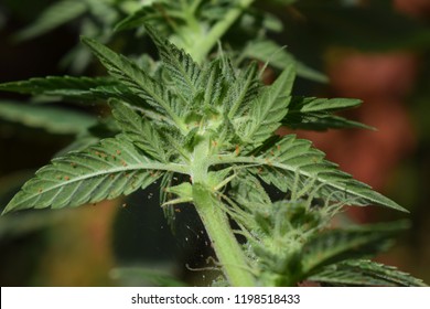 Spider Mites On Cannabis