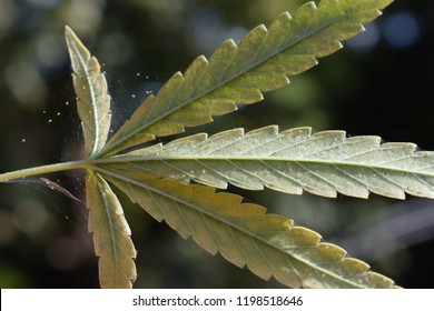 Spider Mites On Cannabis