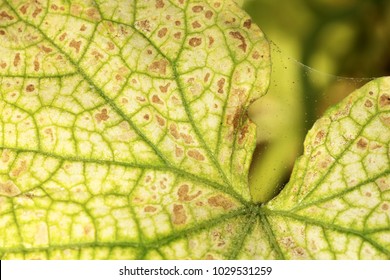 Spider Mites, Tetranychidae