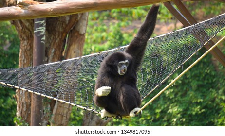 Spider Monkey Adult Lone Playing Play Hanging Swinging Tail