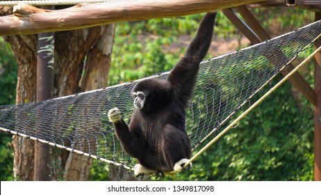 Spider Monkey Adult Lone Playing Play Hanging Swinging Tail