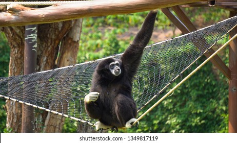 Spider Monkey Adult Lone Playing Play Hanging Swinging Tail