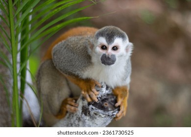 Spider Monkey close up in Costa Rica - Powered by Shutterstock