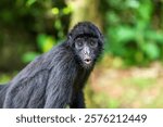 Spider Monkey Close-Up in the Amazon Rainforest, Brazil