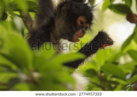 spider monkey crossing a tree