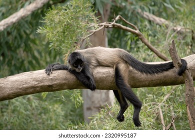 The spider monkey has thumbless hands, this lanky potbellied primate can move swiftly through the trees, using its long tail as a fifth limb.