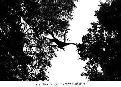 Spider monkey leaping between trees in Tikal National Park Guatemala backlit by sunlight