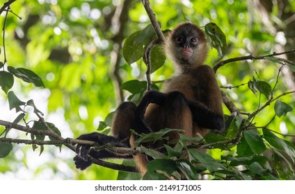 114 Spider monkey relaxing Images, Stock Photos & Vectors | Shutterstock