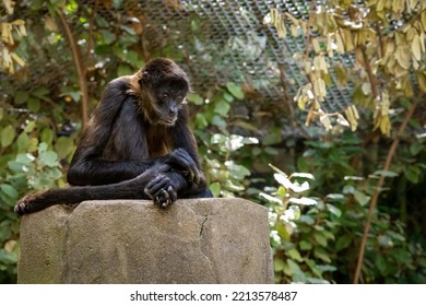 Spider Monkey Resting On A Rock At The Zoo.