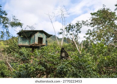 Spider monkey sitting on a tree branch near an old, weathered birdhouse in a tropical forest