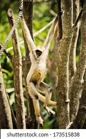 Spider Monkey Swinging From A Rope