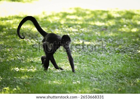 Spider monkey walking on green grass in sunlight. A spider monkey walking on a sunlit grassy field. The monkey is captured mid-step with its tail curled, surrounded by green vegetation.