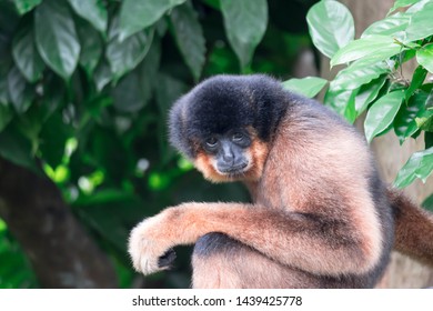 Spider Monkeys Ateles Geoffroyi Monkey While On A Tree Resting