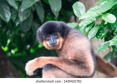 Spider Monkeys Ateles Geoffroyi Monkey While On A Tree Resting