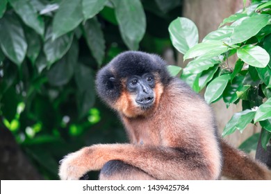 Spider Monkeys Ateles Geoffroyi Monkey While On A Tree Resting